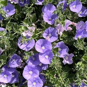 Photo of the plant species African Bindweed by @RealLancefern named Michelle Branch on Greg, the plant care app