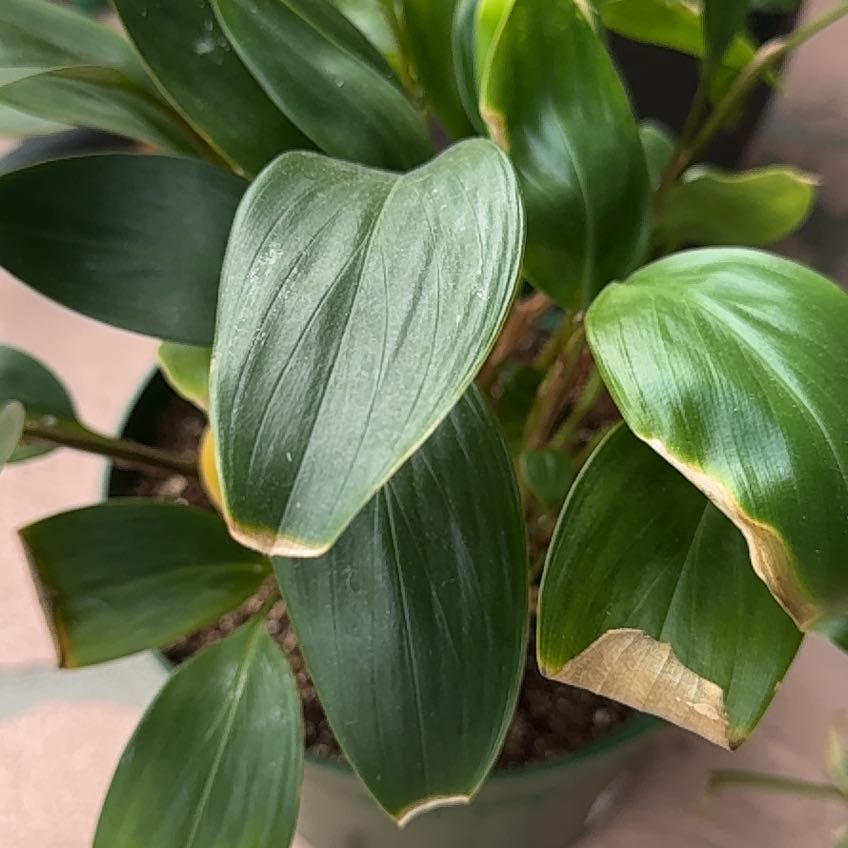 Photo of the plant species golden bush ginger by @RealLancefern named Cleopatra on Greg, the plant care app