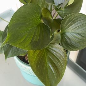 Photo of the plant species Homalomena 'Emerald Gem' by @RealLancefern named Captain Plant-it on Greg, the plant care app