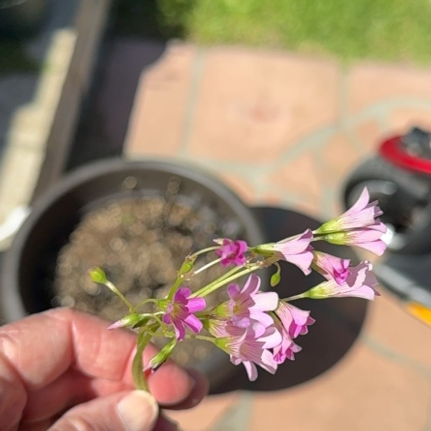 Photo of the plant species Pink Woodsorrel by @RealLancefern named Beyonce on Greg, the plant care app