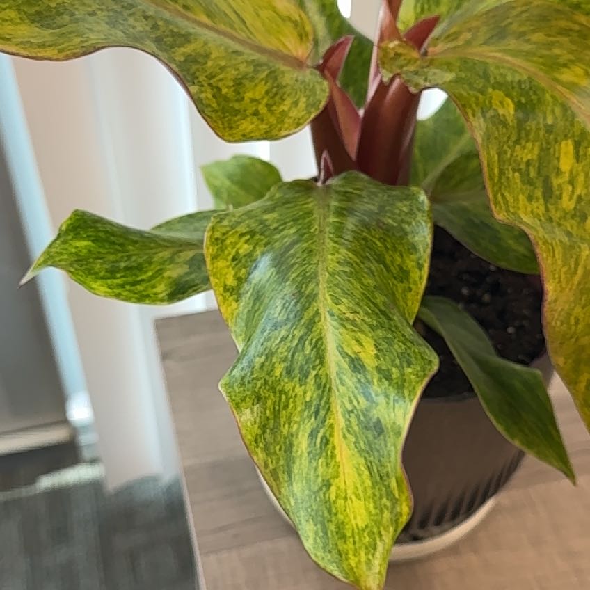 Photo of the plant species Orange Marmalade Philodendron by @RealLancefern named Zion on Greg, the plant care app