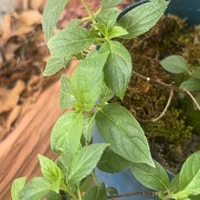 Photo of the plant species Lantana by @ExcellentOrchid named Pax on Greg, the plant care app