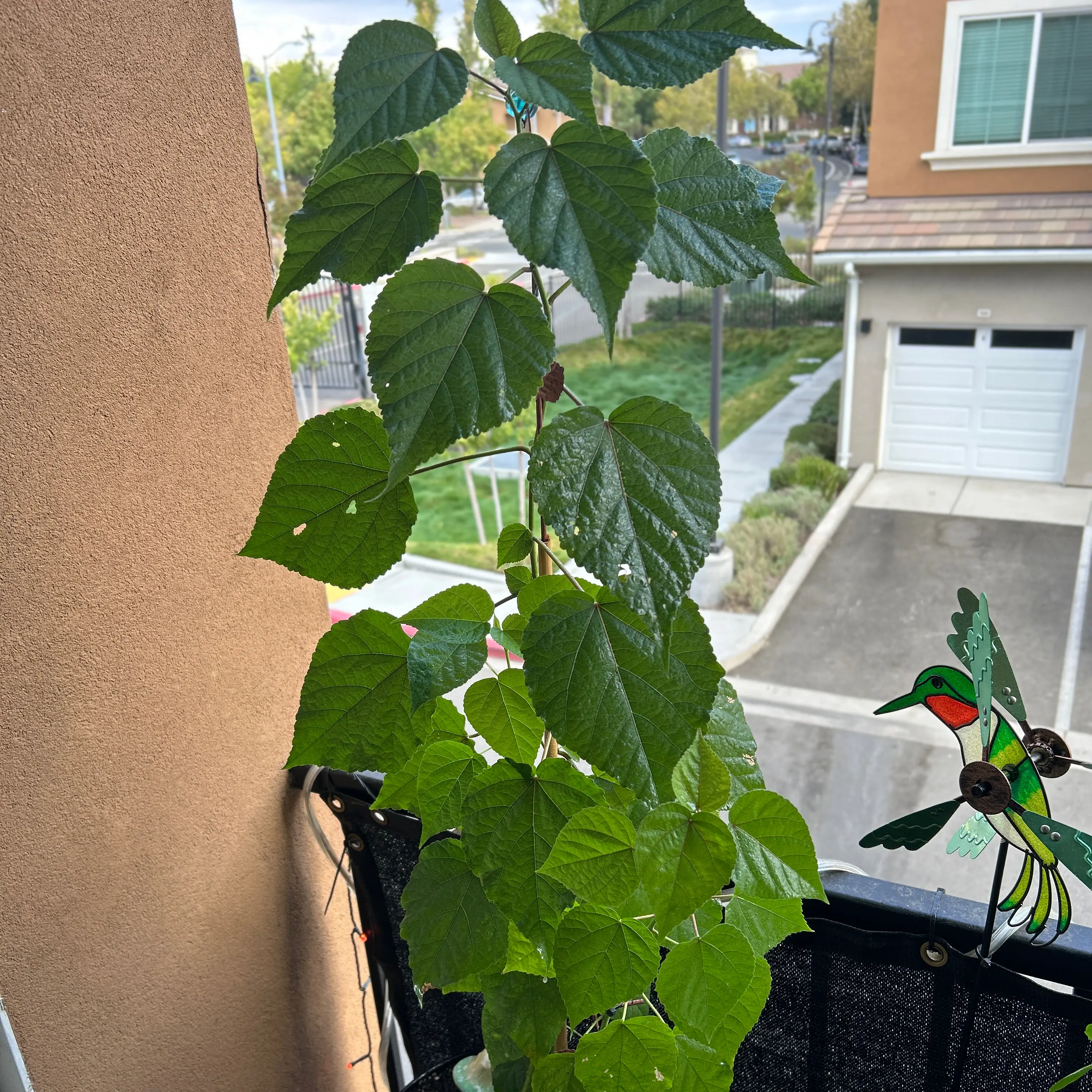 Photo of the plant species Swamp Rose Mallow by @GardenofNina named Stella on Greg, the plant care app