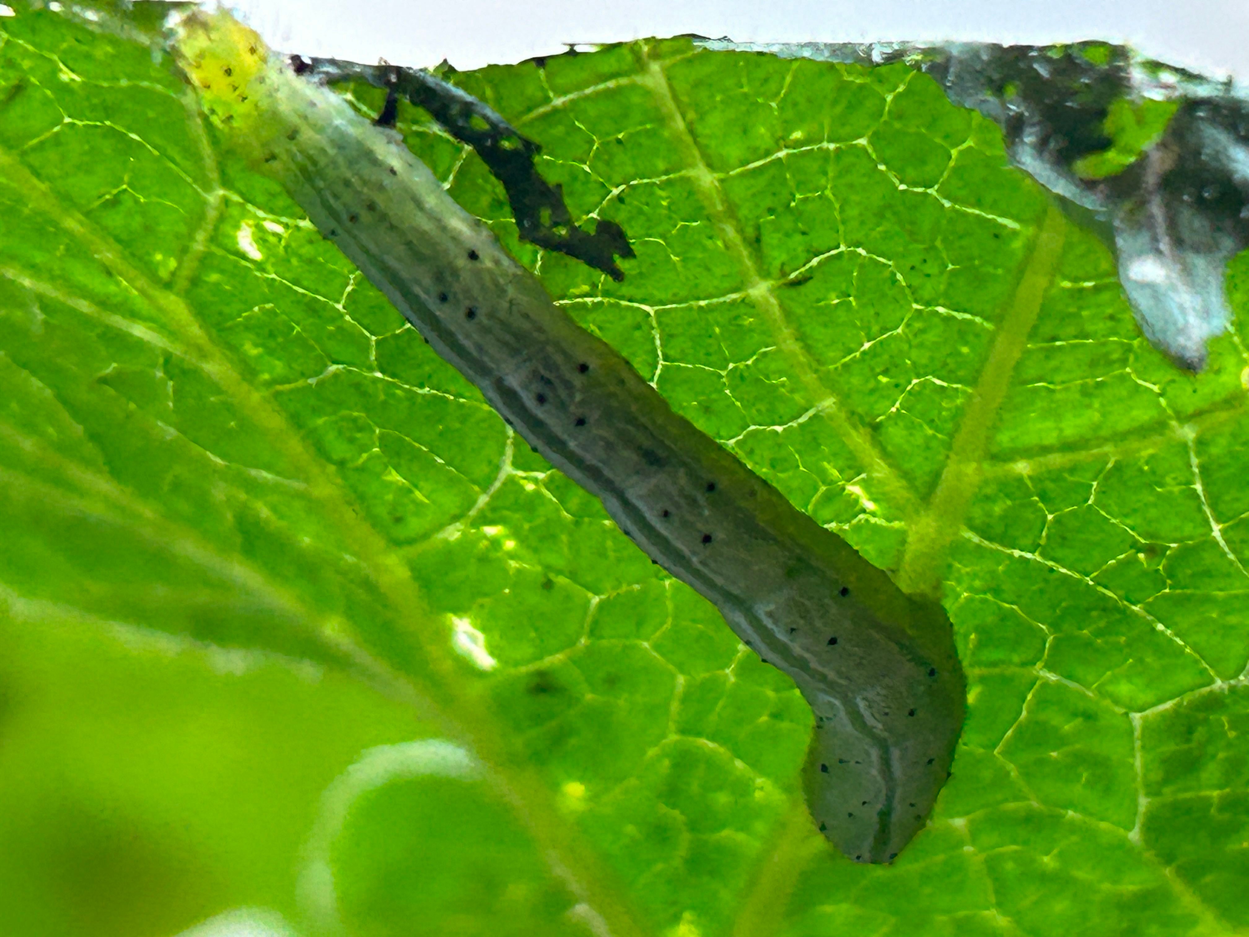 🌡 Ultimate Guide to Temperature for Delicata Squash