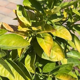 Photo of the plant species Moro Blood Orange by @CrispPaleflax named James Dean on Greg, the plant care app
