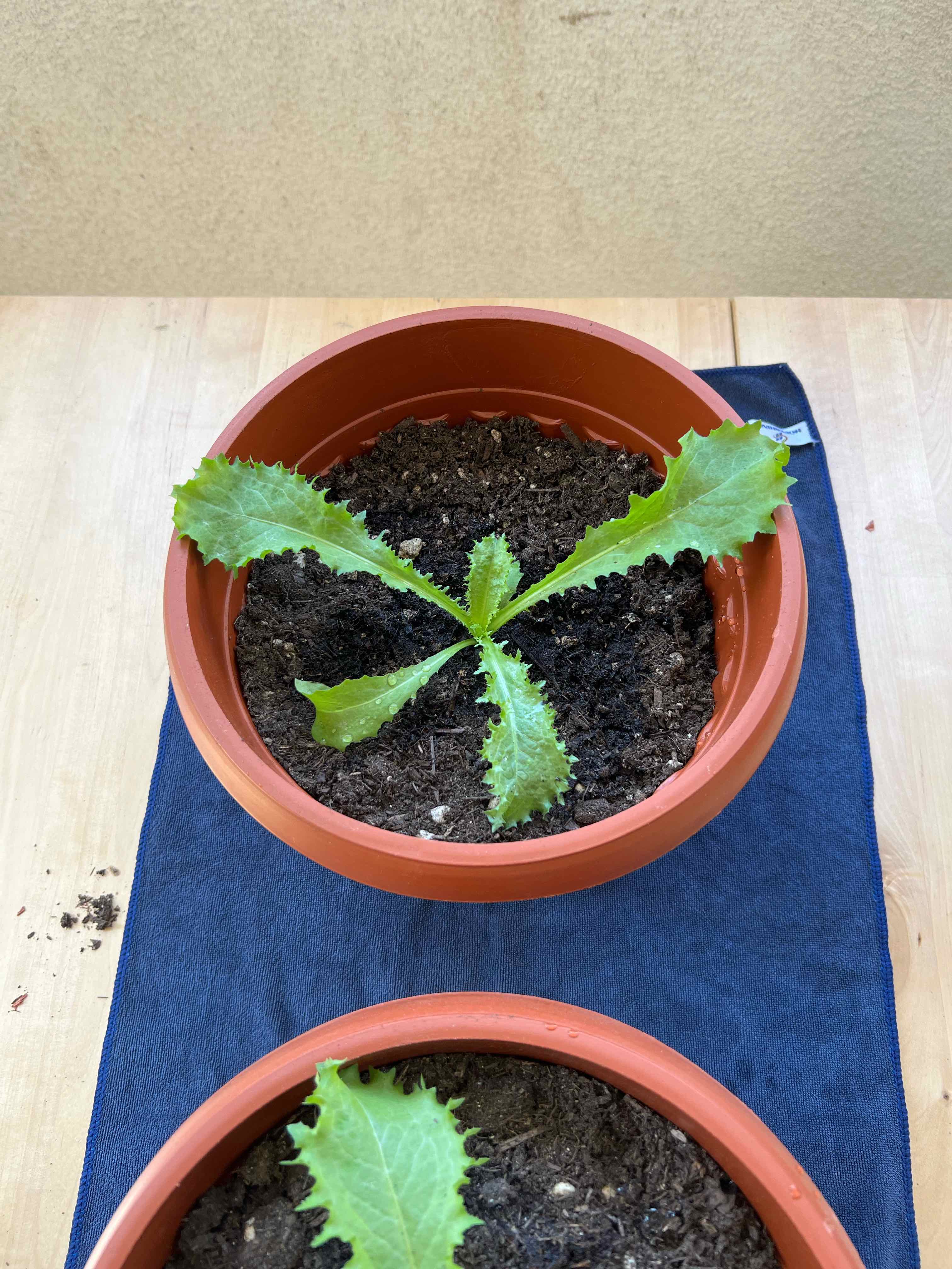 Photo of the plant species endive by @LevelheadedRuby named Navajo on Greg, the plant care app