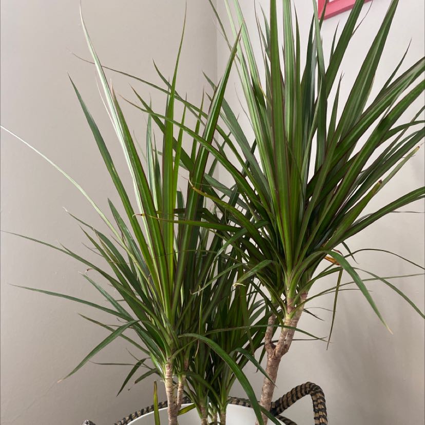 Dracaena 'Ray of Sunshine' plant with long, narrow green leaves in a white pot.