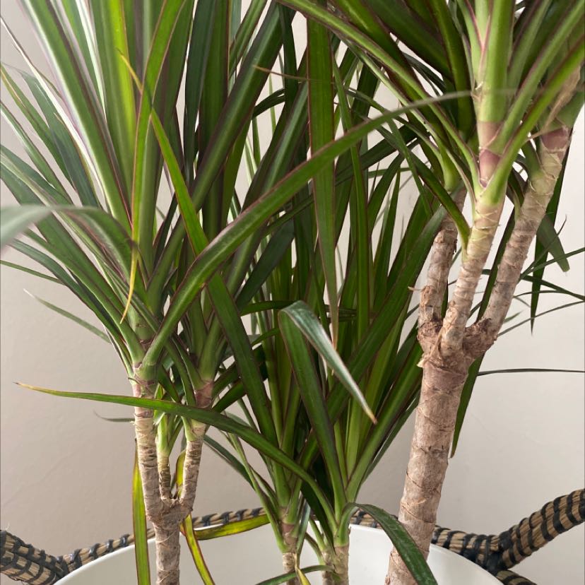Healthy Song of India plant with tall, slender trunk and vibrant green leaves with yellow stripes growing in a white pot indoors.