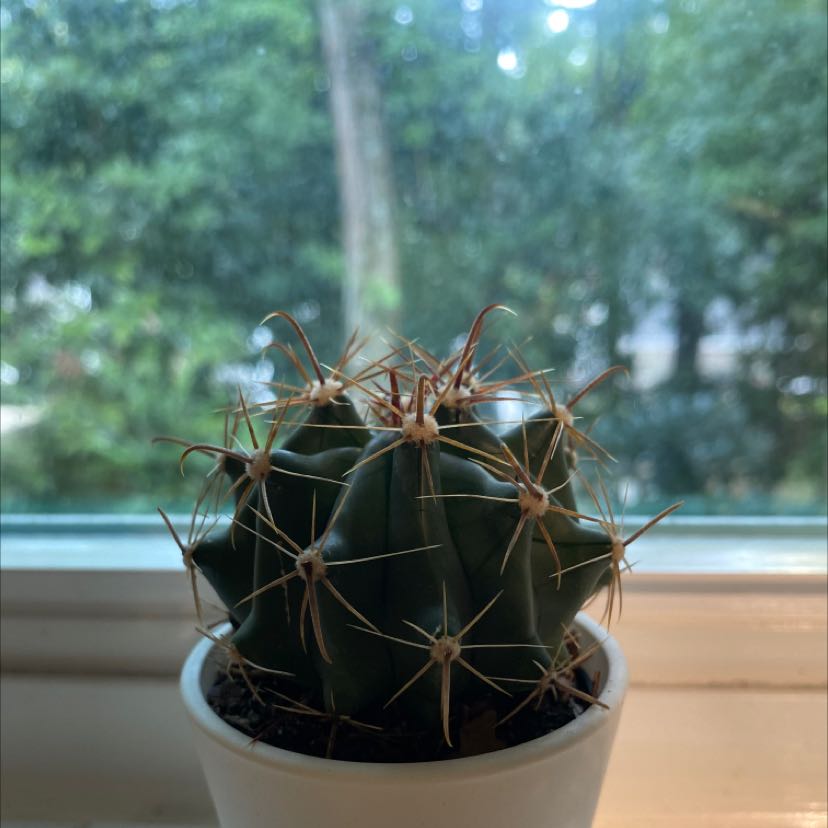 Blue Barrel Cactus in a white pot on a windowsill with a blurred outdoor background.