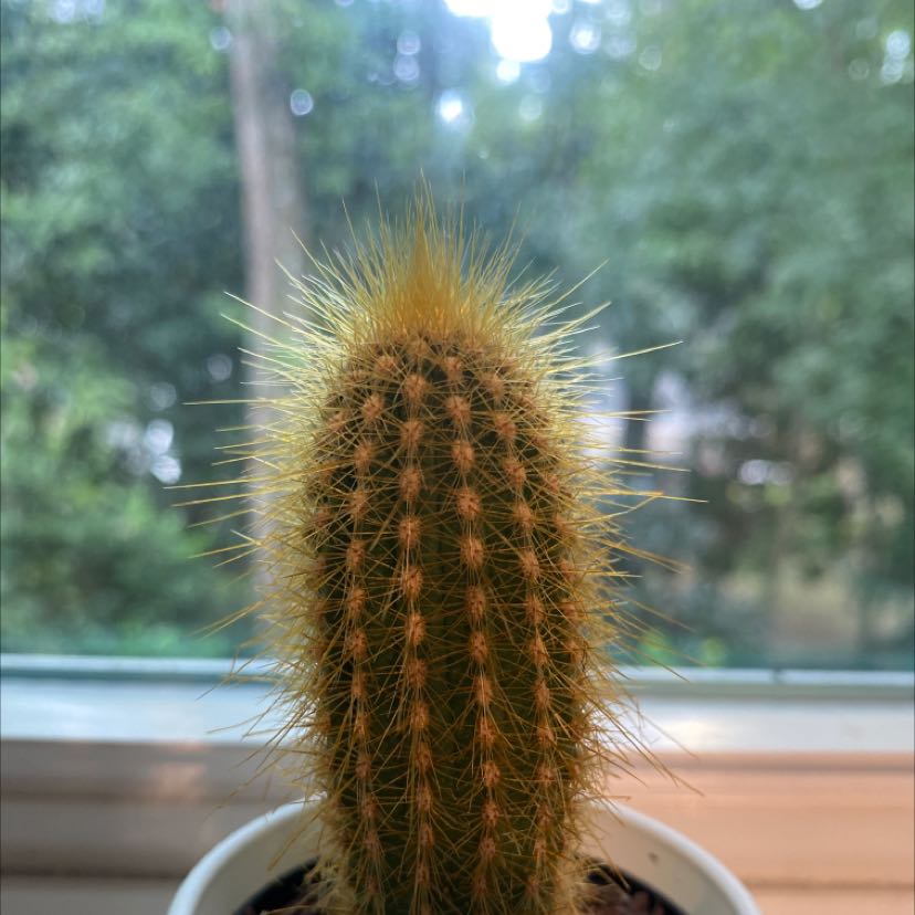 Golden Snakecactus in a small pot with a blurred background.