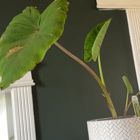 Photo of the plant species Blue Hawaii Elephant Ear by @DinkumLancefern named Lavender on Greg, the plant care app