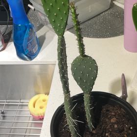 Photo of the plant species Opuntia 'Opopeo' by @ModernMexico named Ryan Quesadilla Reynolds on Greg, the plant care app