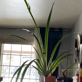 Photo of the plant species Walking Iris by @CurrentMarigold named Harry on Greg, the plant care app