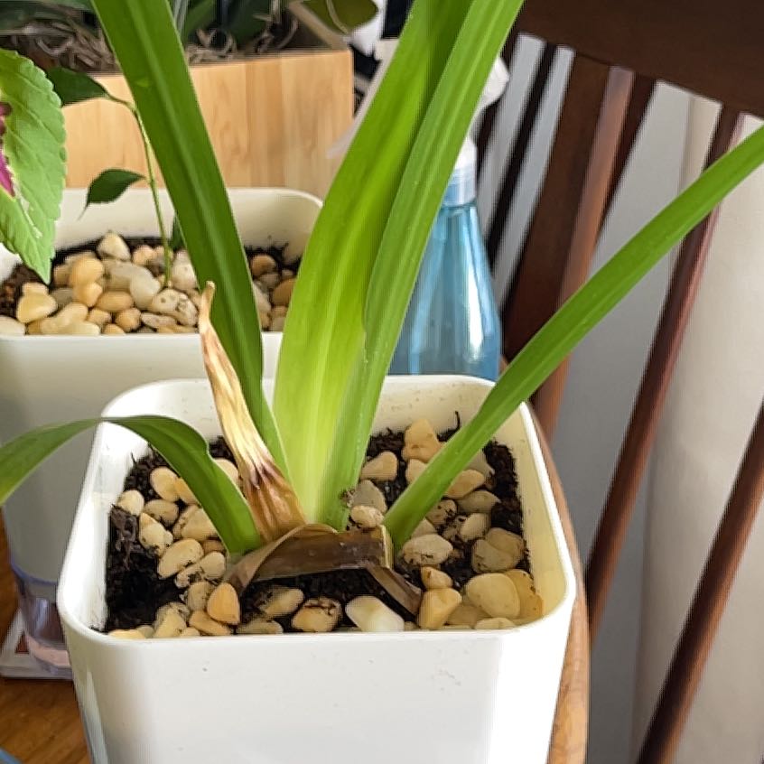 Photo of the plant species Walking Iris by @CurrentMarigold named Austen on Greg, the plant care app