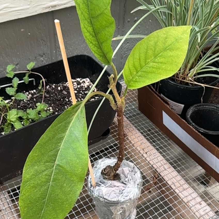 Photo of the plant species Climbing Frangipani by @ThrivingBulrush named Leonardo on Greg, the plant care app