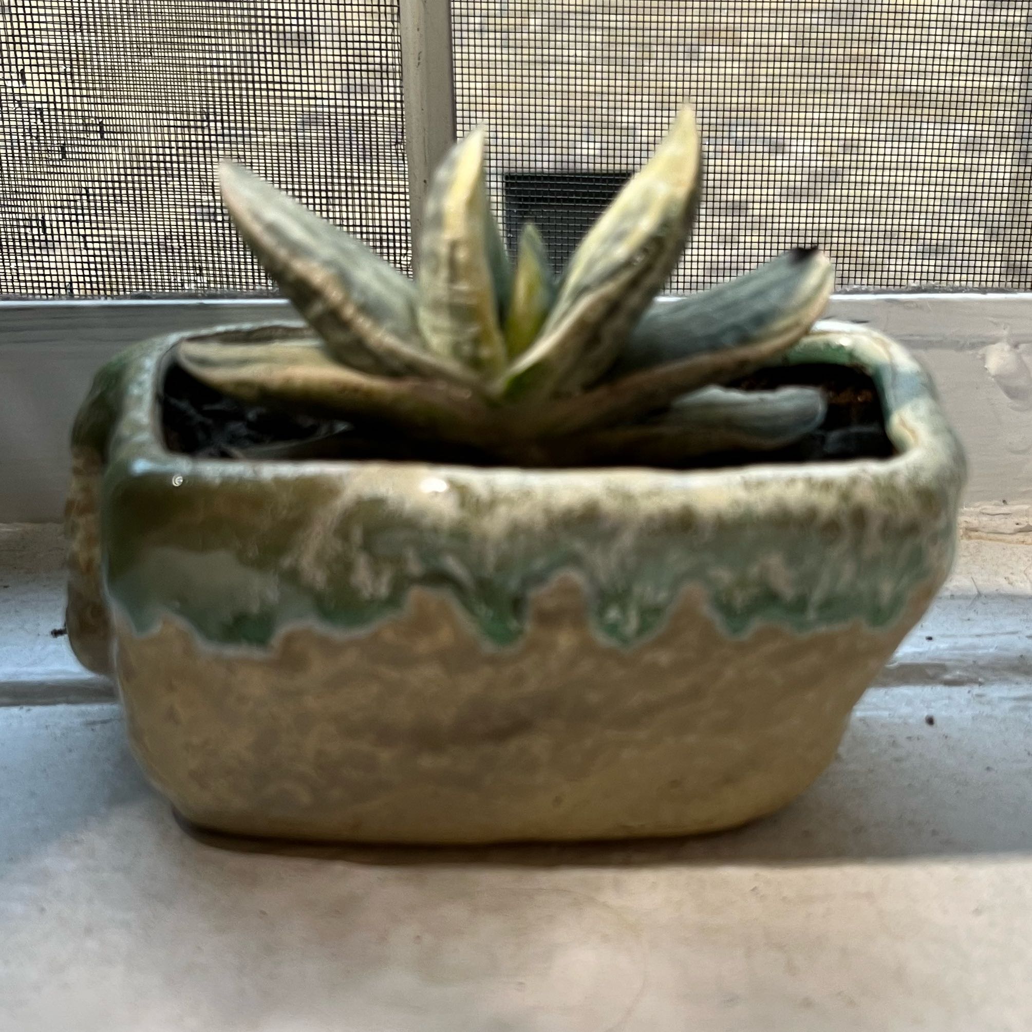 Photo of the plant species Fuji Yuki by @PetFicusmoclame named Fernie Mac on Greg, the plant care app
