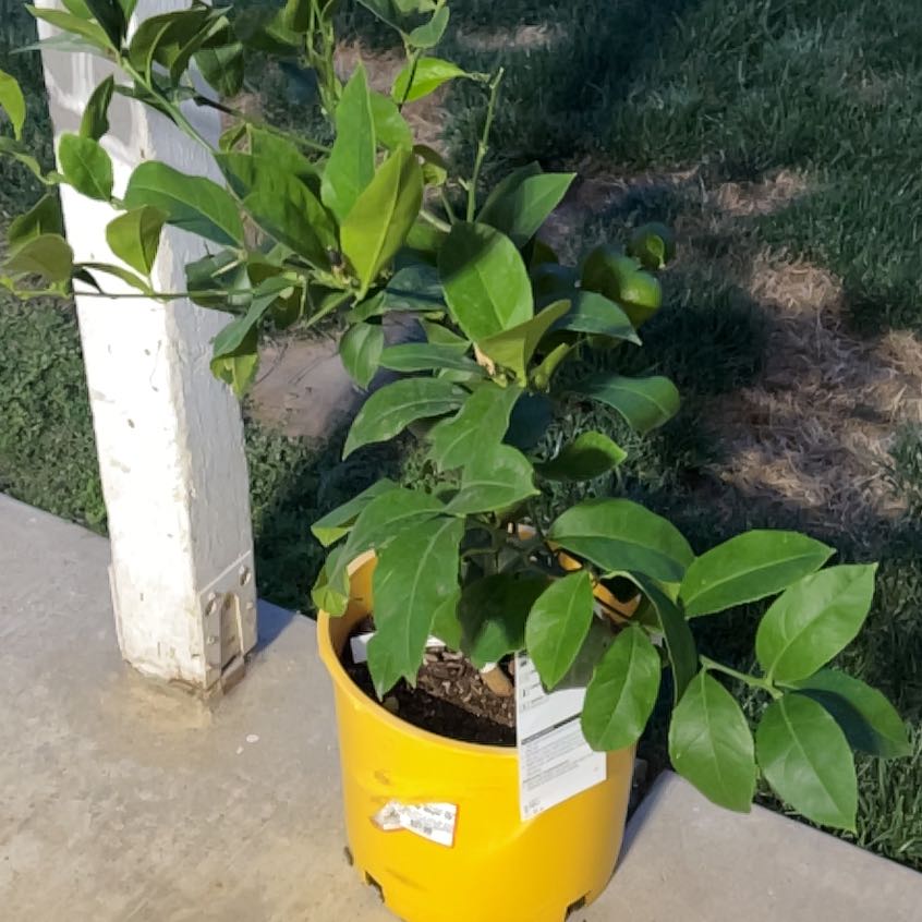 Photo of the plant species Meyer Lemon by @CalmSpiderman named Treeyoncé on Greg, the plant care app