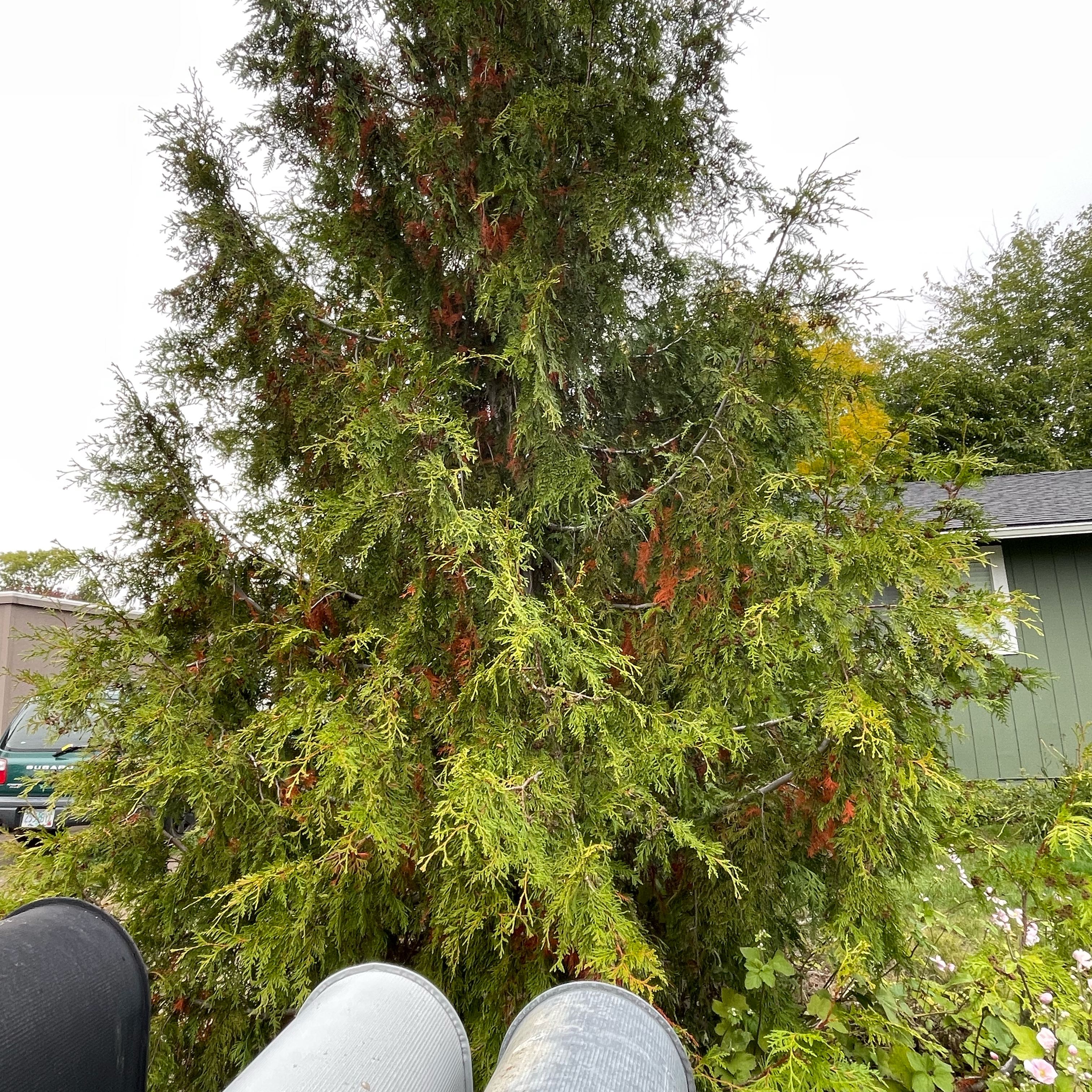 Photo of the plant species Climbing Asparagus Fern by @PetSleepysilene named Cleopatra on Greg, the plant care app