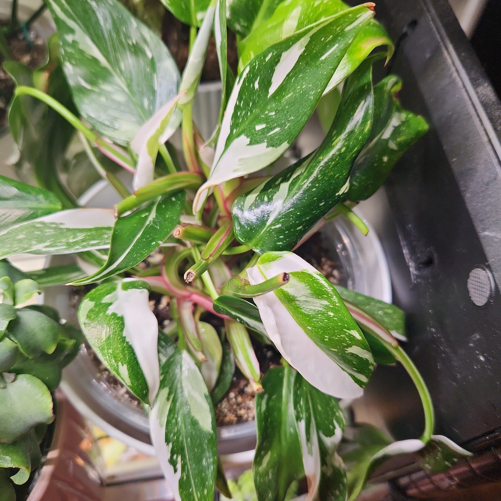 Photo of the plant species Tri colored philodendron by @WiredSoursop named Duke on Greg, the plant care app