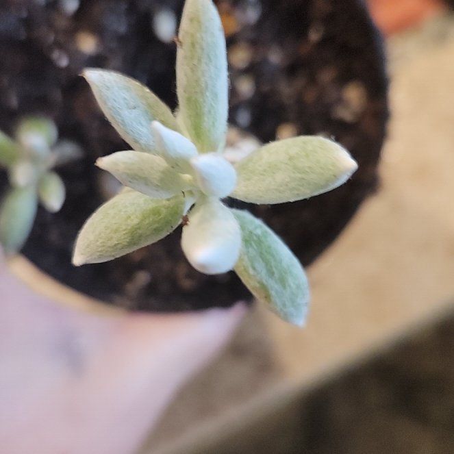 Photo of the plant species Woolly Senecio by @WiredSoursop named Aristotle on Greg, the plant care app
