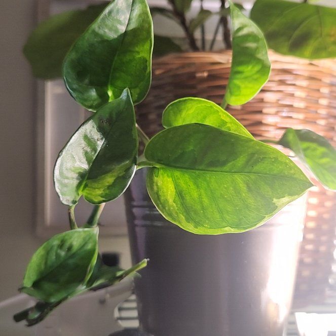 Photo of the plant species Global Green Pothos by @WiredSoursop named Luna on Greg, the plant care app