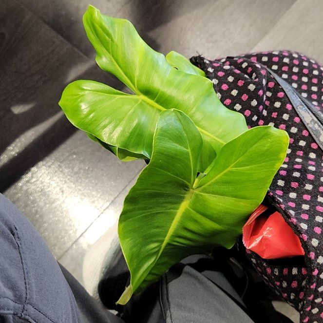 Photo of the plant species Philodendron Burle Marx by @WiredSoursop named Harmony on Greg, the plant care app