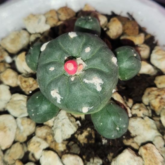 Photo of the plant species Koehresii Cactus by @SpiffyCassava named Drake on Greg, the plant care app