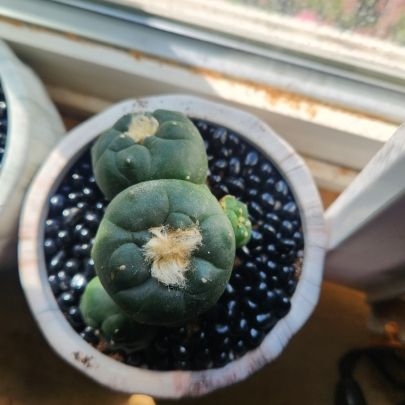 Photo of the plant species Koehresii Cactus by @SpiffyCassava named Gaga on Greg, the plant care app