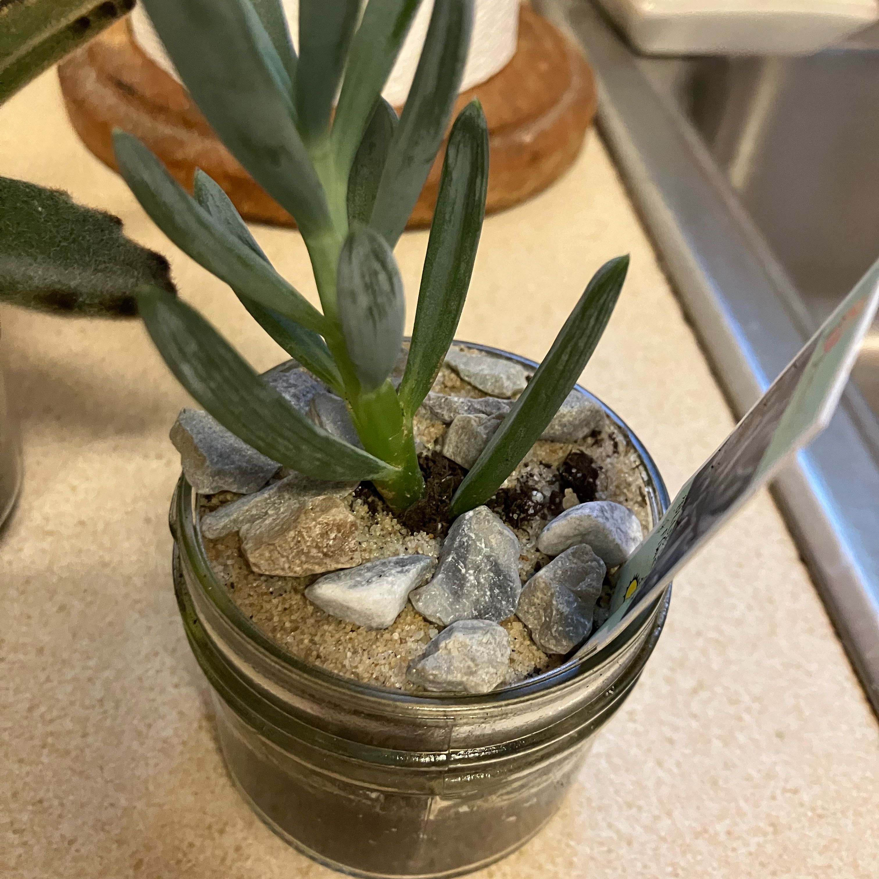 Photo of the plant species blue chalk stick or blue chalk fingers by @FineFalsecaesar named Sahara on Greg, the plant care app
