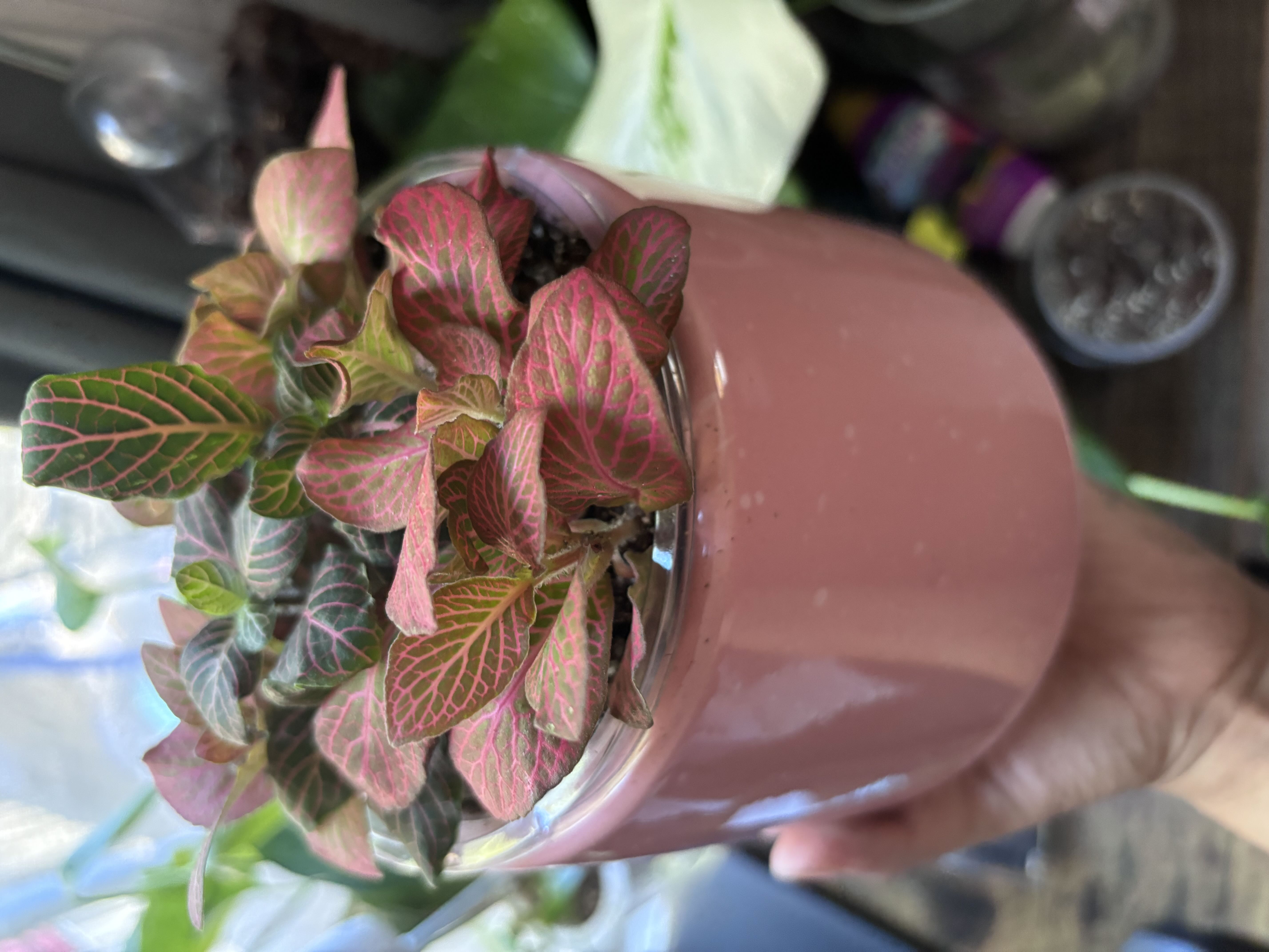 Photo from the post