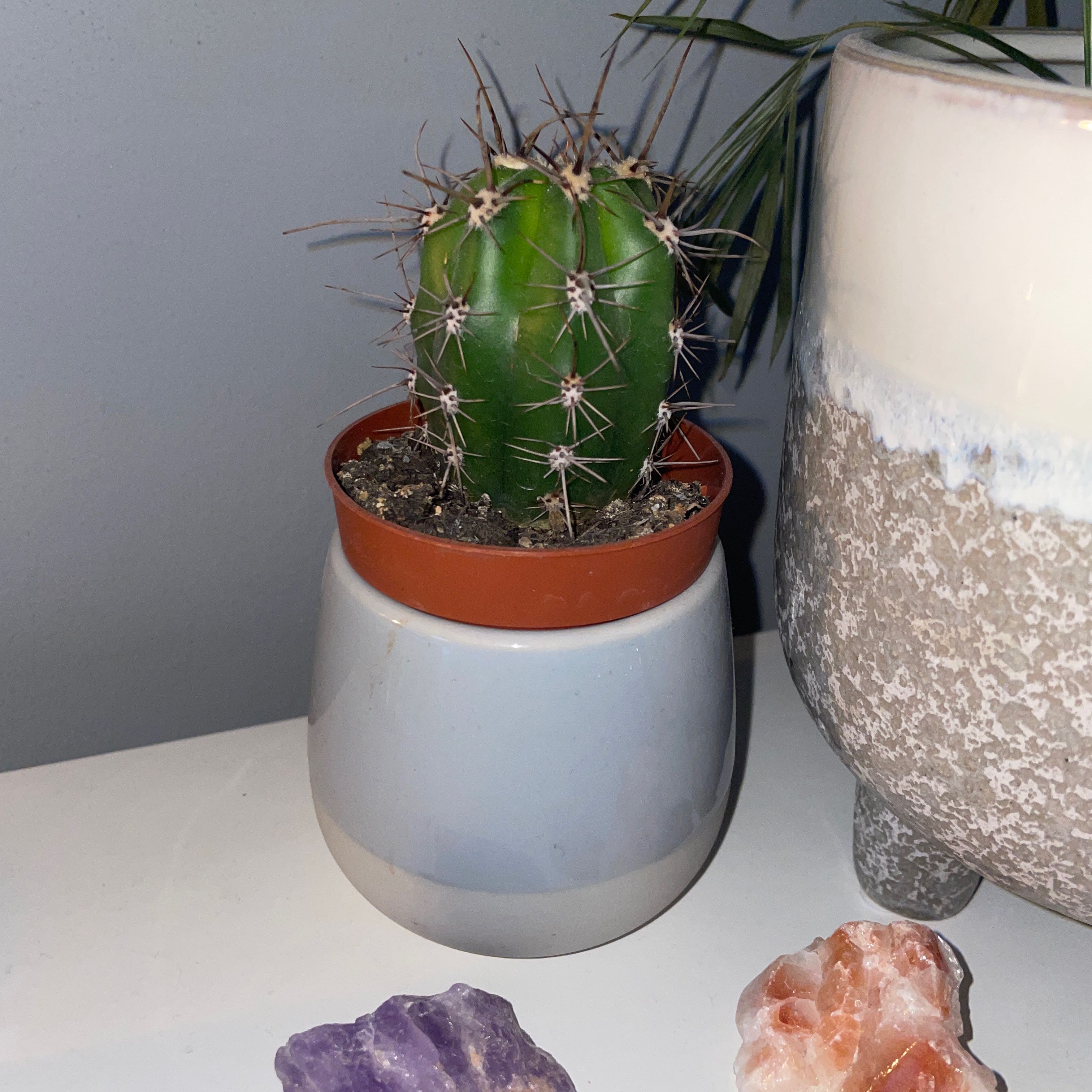 A healthy Sonora Barrel cactus in a pot with visible soil, well-framed and in focus.