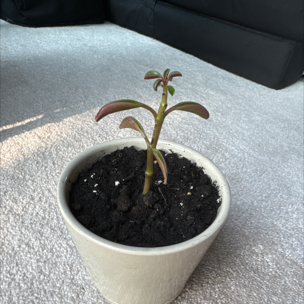 Photo of the plant species Peperomia Ruby Glow by @SocialAlula named Homer on Greg, the plant care app