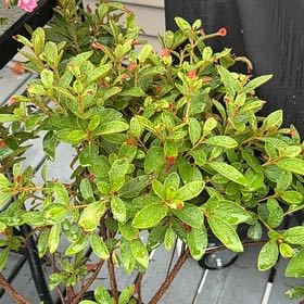 Photo of the plant species Encore Autumn Embers Azalea by @ShowyBlackgrass named Mochi on Greg, the plant care app