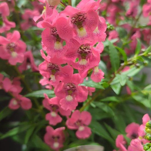 Photo of the plant species nemesia by @EcstaticMedeola named Treeyoncé on Greg, the plant care app