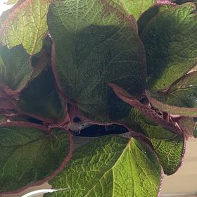 Photo of the plant species Salal by @FormallyWorm named Sproutacus on Greg, the plant care app