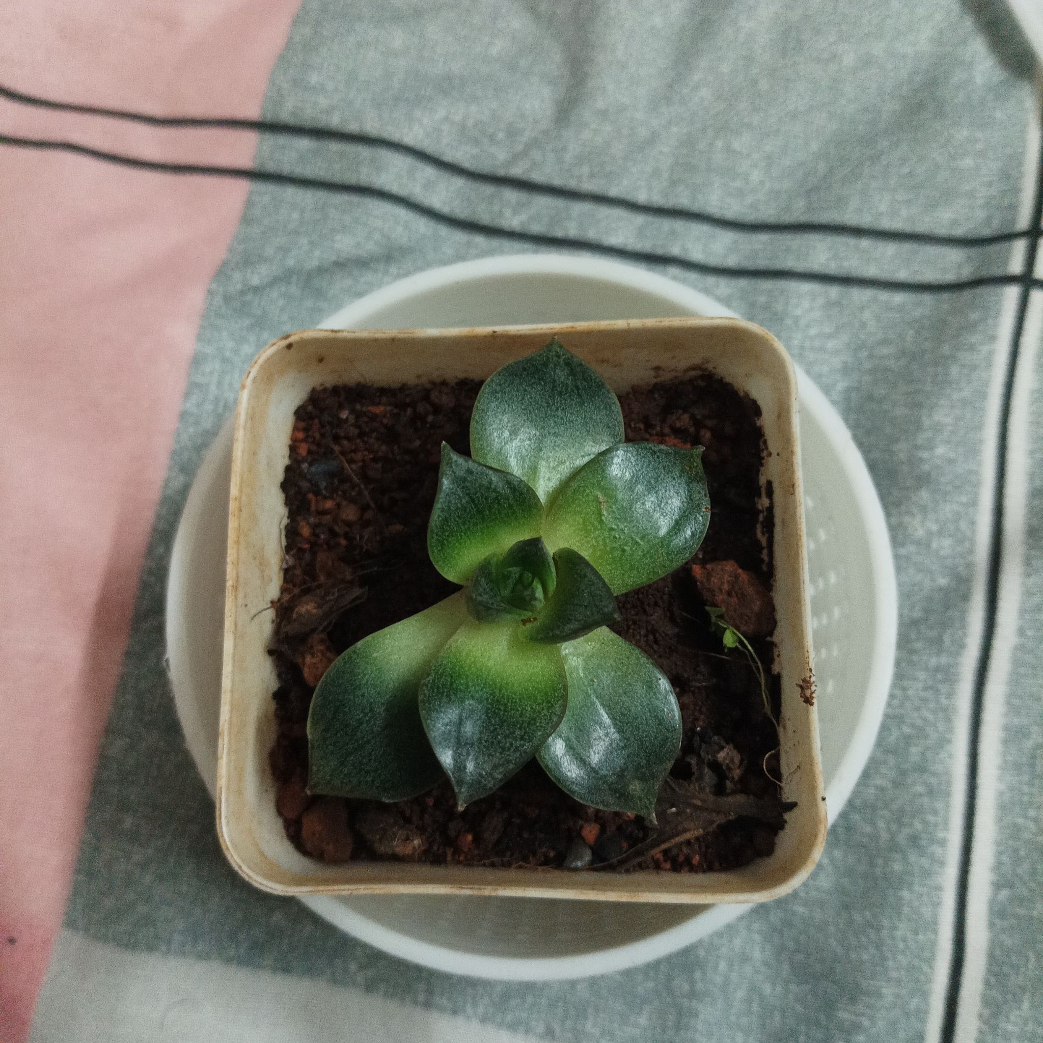 Photo of the plant species Echerveria 'Gilva' by @CopaceticMakura named Sproutacus on Greg, the plant care app