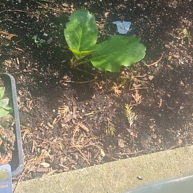 Photo of the plant species Puka by @FairStrawflower named Mollie on Greg, the plant care app