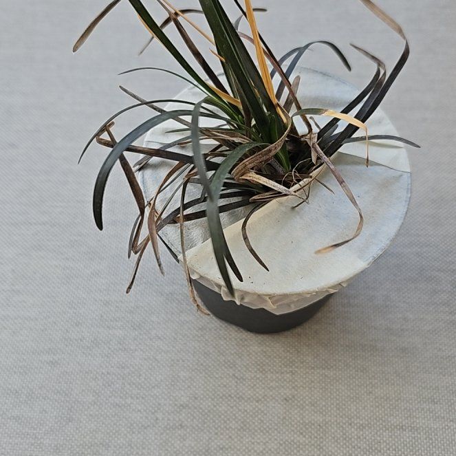 Photo of the plant species Black Mondo Grass by @JuicyLawyerswig named Coco on Greg, the plant care app