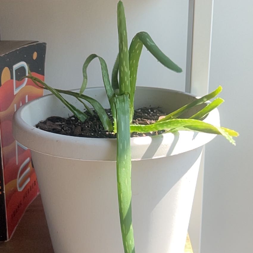 Photo of the plant species aloe by @DazzlingCorkoak named Zeus on Greg, the plant care app