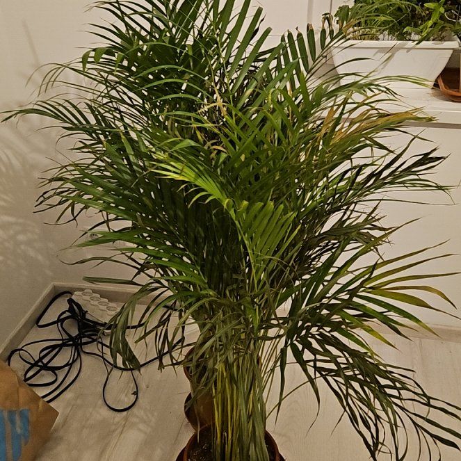 Photo of the plant species Dypsis lucens by @PlentifulTutu named Dypsis Ikrek on Greg, the plant care app