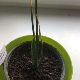 Photo of the plant species Dragon Blood Tree by @PureFlameazalea named Duke on Greg, the plant care app
