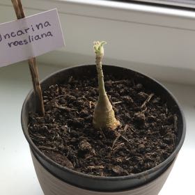 Photo of the plant species Uncarina roeoesliana by @PureFlameazalea named Zeus on Greg, the plant care app