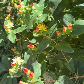 Photo of the plant species Tutsan by @CompleteOkra named Bodhi on Greg, the plant care app