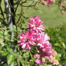 Photo of the plant species Alpenrose by @CompleteOkra named Leonardo on Greg, the plant care app