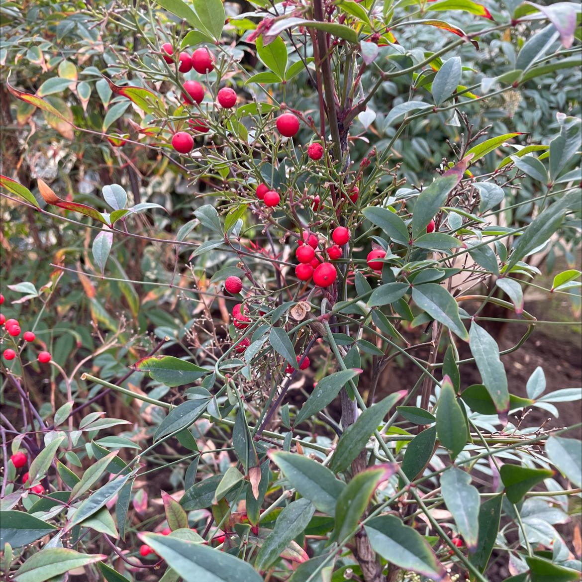 Sacred Bamboo plant with red berries and green leaves in a garden setting.