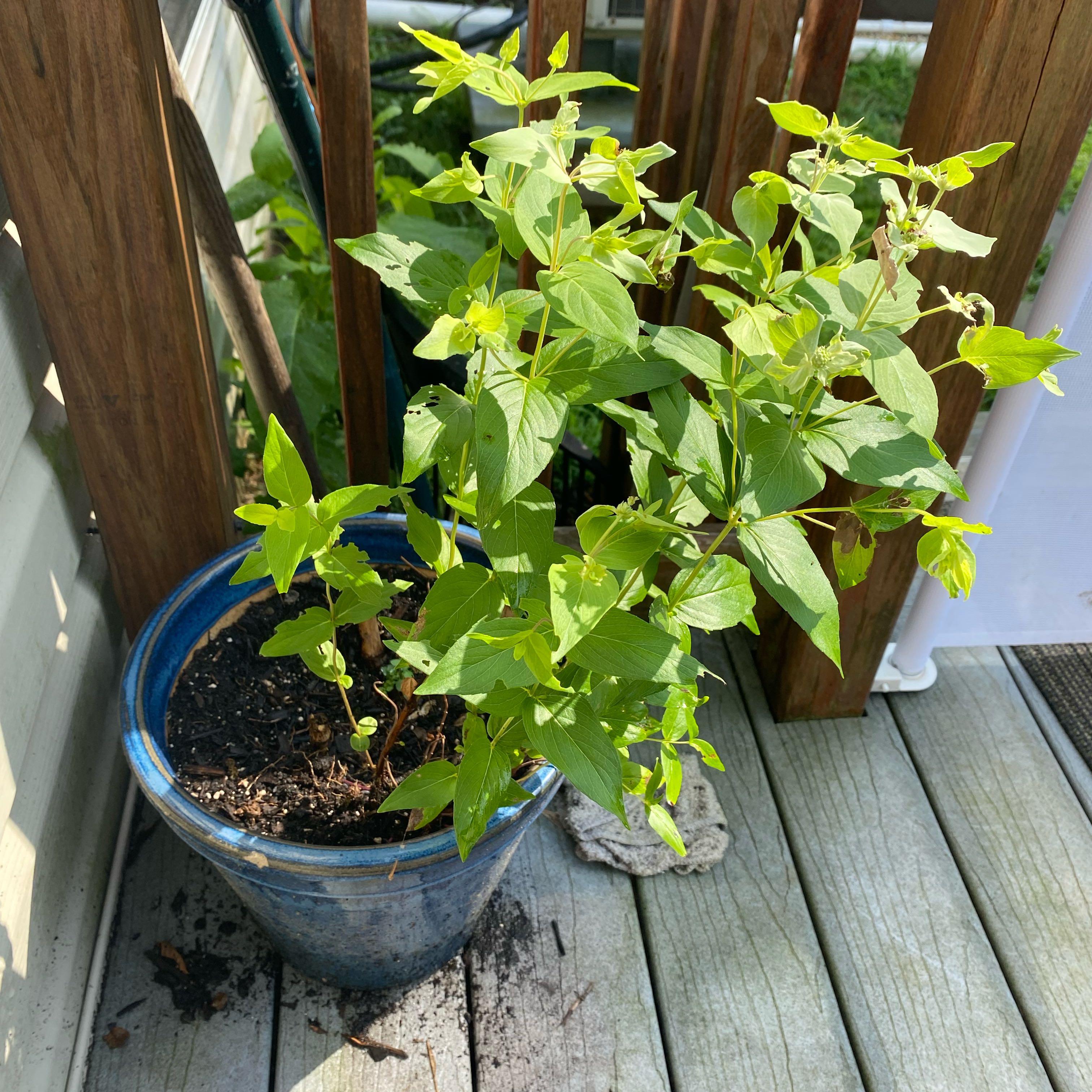 Photo of the plant species Blunt Mountain Mint by @ZestMistletoes named Robert Plant on Greg, the plant care app