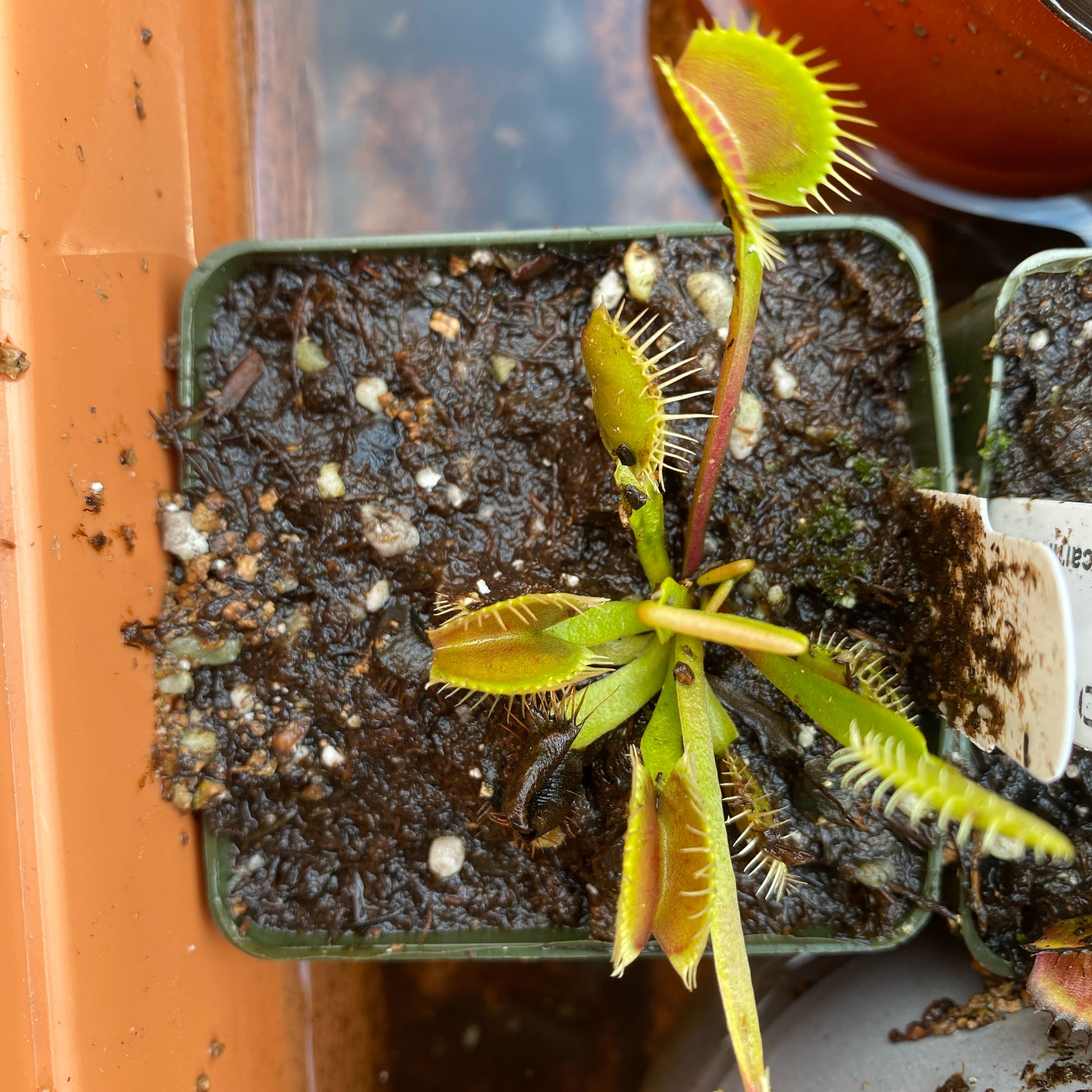 Photo of the plant species Venus Flytrap DCXL by @ZestMistletoes named da Vinci on Greg, the plant care app