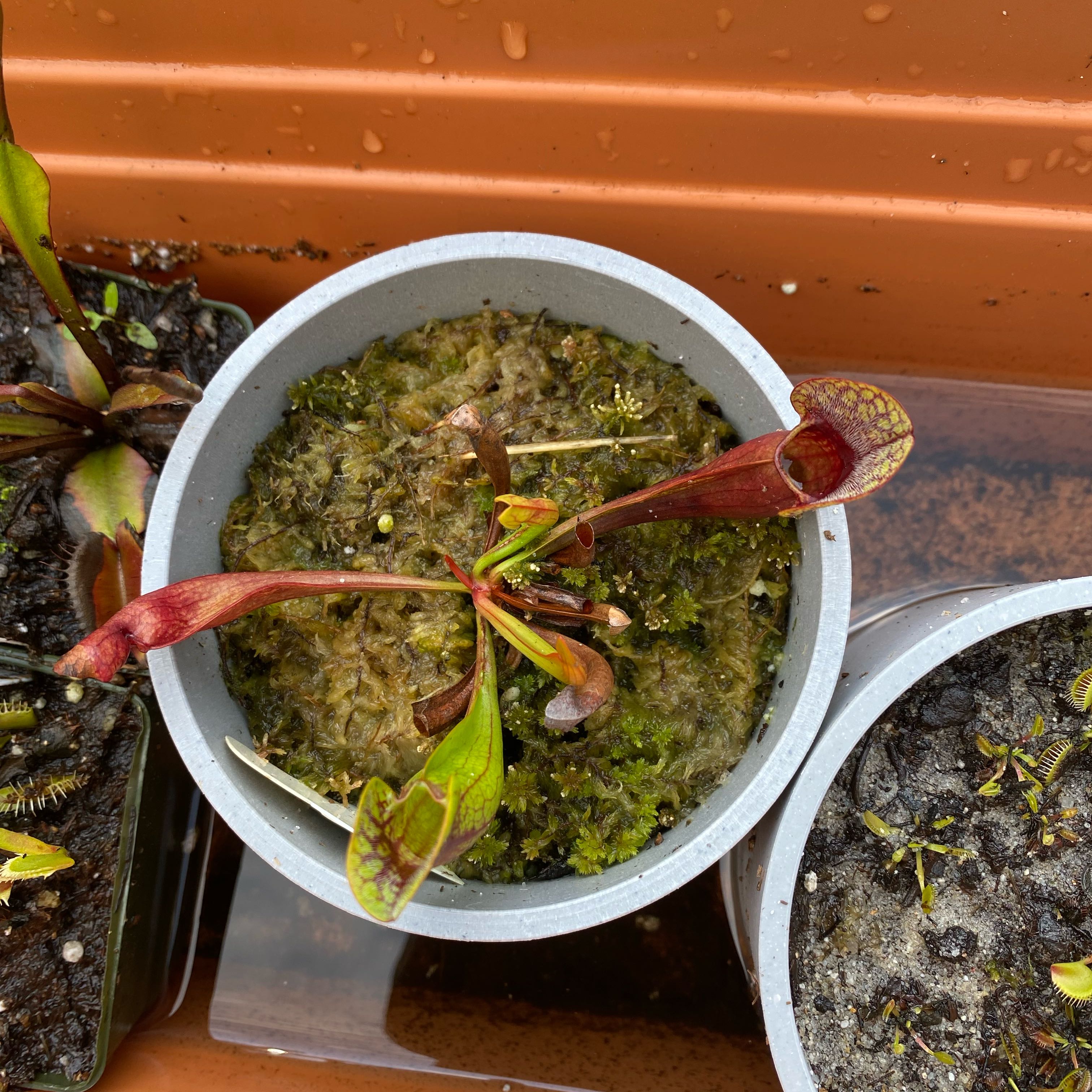 Photo of the plant species Purple Pitcher Plant by @ZestMistletoes named Peter Parker on Greg, the plant care app