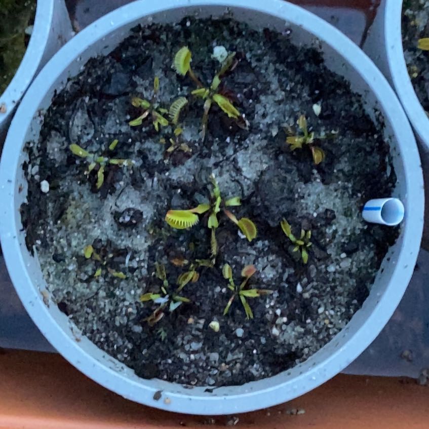 Photo of the plant species Dionaea muscipula 'B-52' by @ZestMistletoes named Beckham on Greg, the plant care app