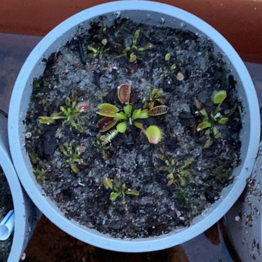 Photo of the plant species Venus Flytrap DCXL by @ZestMistletoes named Diana on Greg, the plant care app